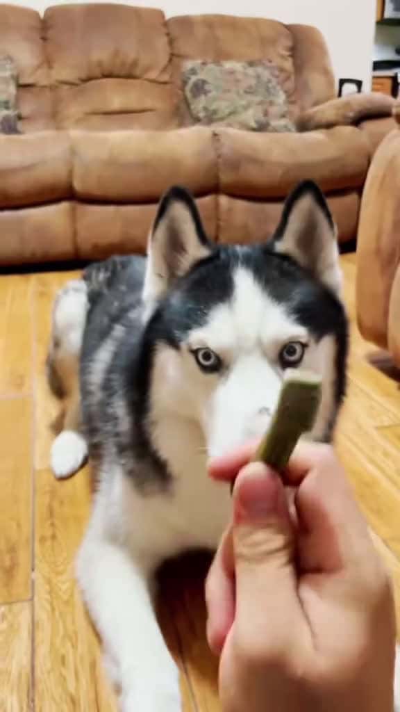Cover for When Husky s aren t being loud they re being silly dog dogsoftiktok husky doglover funny f 77066 #america