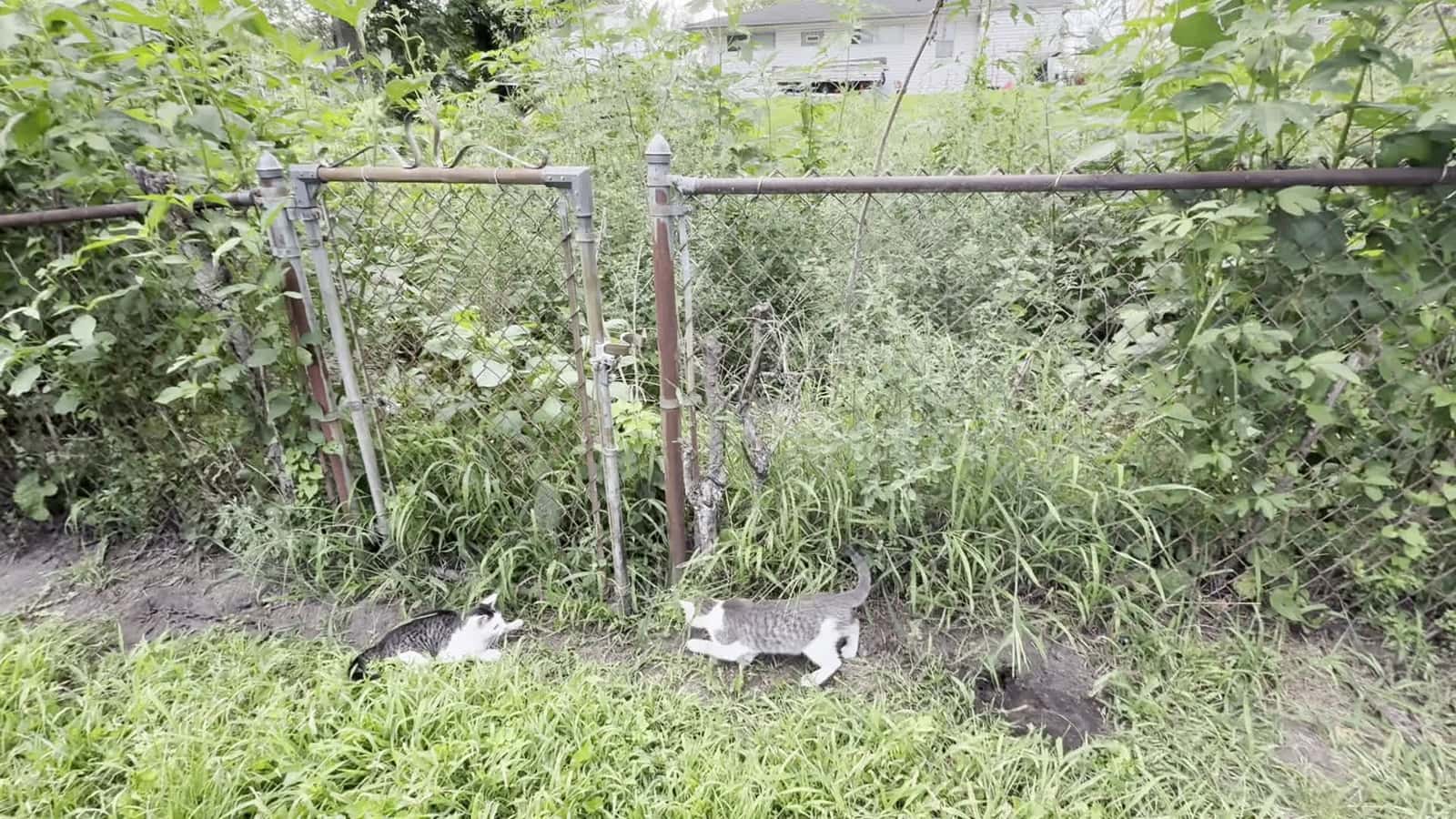 Cover for Digging #cats Please Like 👍 and Follow 🫶🏽 Free to Support