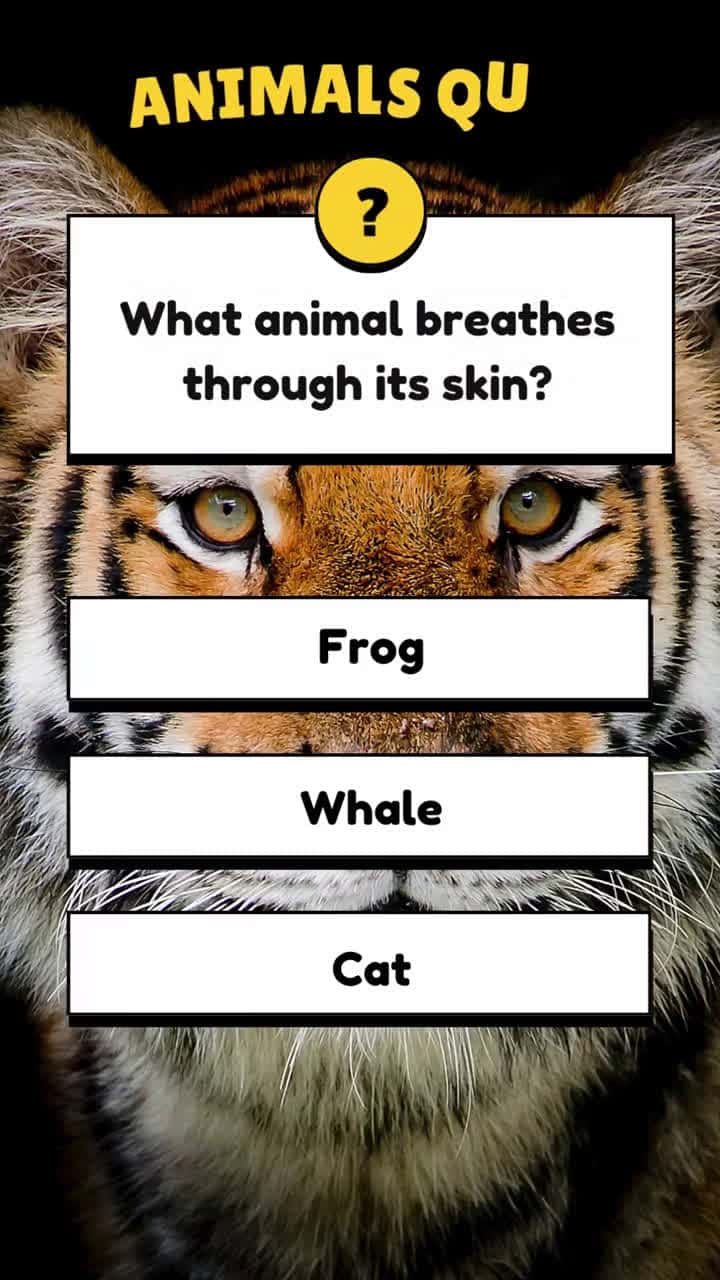 Cover for Quiz About Animals!#quiz #quizz #quiztime #animals #quizchallenge #trivia #quizzes #mindgame #information #knowledge #generalknowledge #learn #iqlevel #animals #brainteaser #africa #UK #USA #fyp