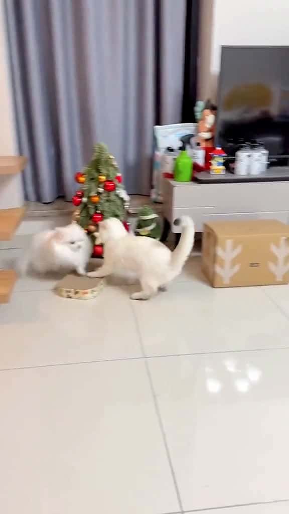 Cover for Im coming cat kitten fyp funnycat cute pet gardencat baby orangecat PetsOfTikTok  25291 #followMe