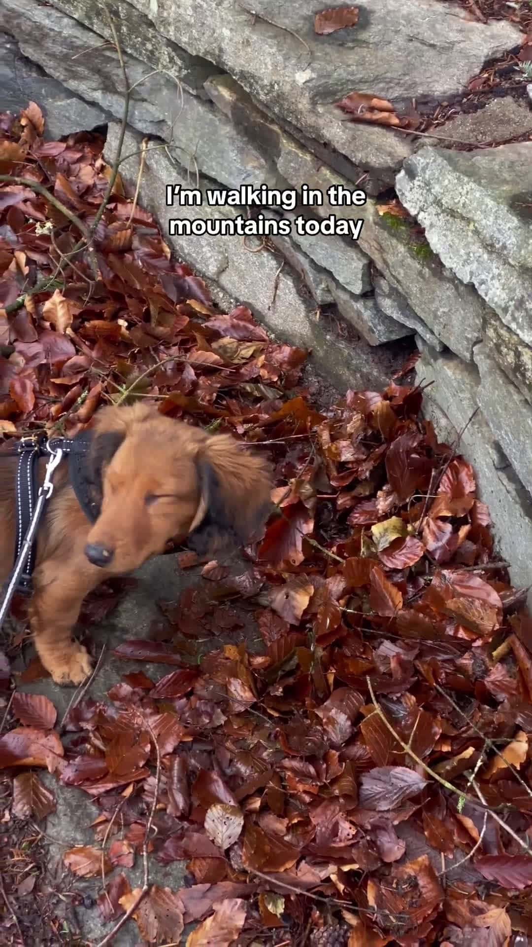 Cover for Dachshund puppy is hiding his bone so he can look for it again in the summer