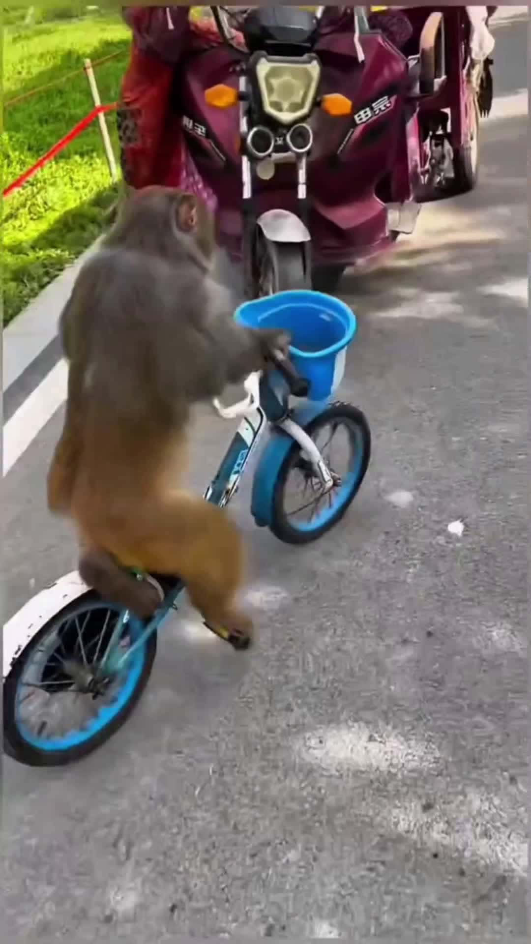 Cover for Funny monkey 🐒🚴#funny #pets #likes #foryou  