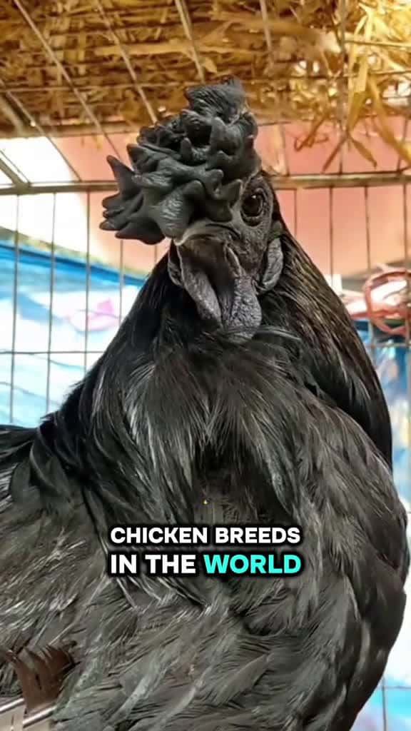 Cover for Top 3 Most Expensive Chicken Breeds in The World #top3 #chicken #breed #world #facts #explore  created by LuxeFacts with LuxeFacts’s original sound