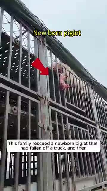 Cover for This family rescued a newborn piglet that had fallen off a truck and then