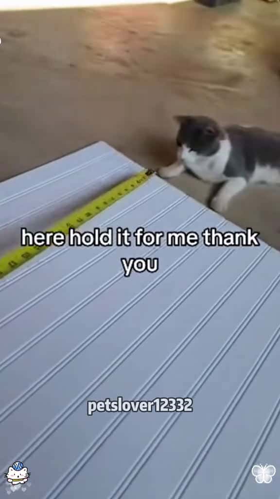 Cover for Cats are my best helpers cat funnycat catfunny catlover funnycatsvideos whitecat whitecats 62302 #shortvideos
