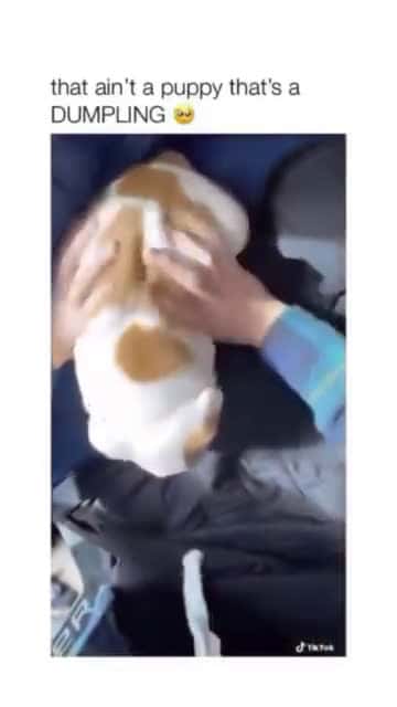 Cover for Cute Puppy Compilation #puppy #cutedog #dog