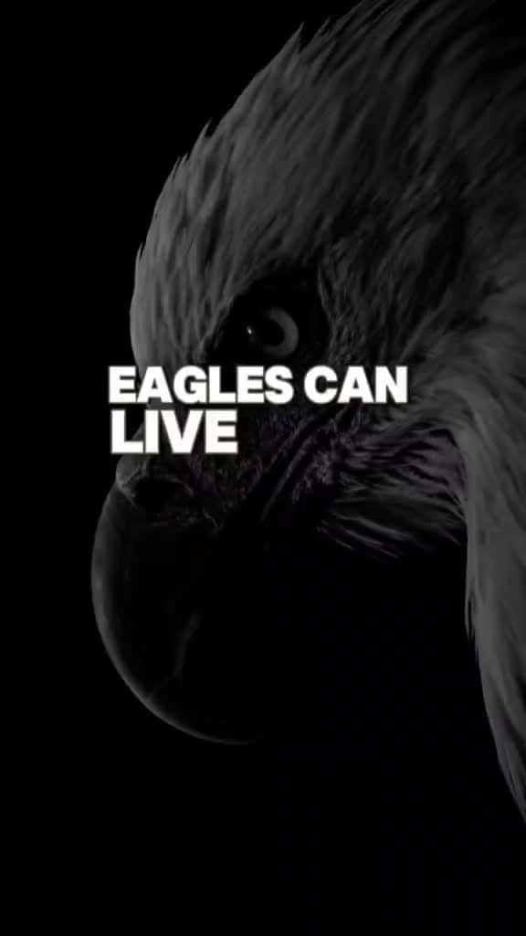 Cover for Eagles are mentally strong.. eagle motivation motivational viral usa uk foryou li 96896 #us