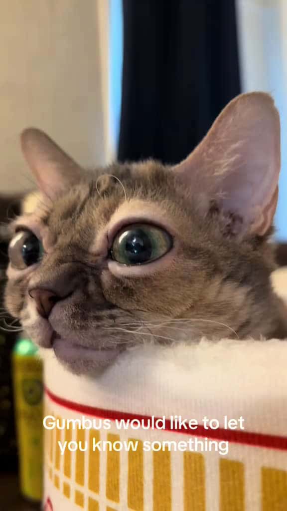 Cover for Very cool!  #fyp #foryoupage #Gumbus #rescuekitten #catsoftiktok #kittensoftiktok #rescuecat  created by Gumbus with Nostalgia Library’s original sound
