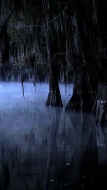 Cover for Cold Case Files： Murder In the Bayou - N