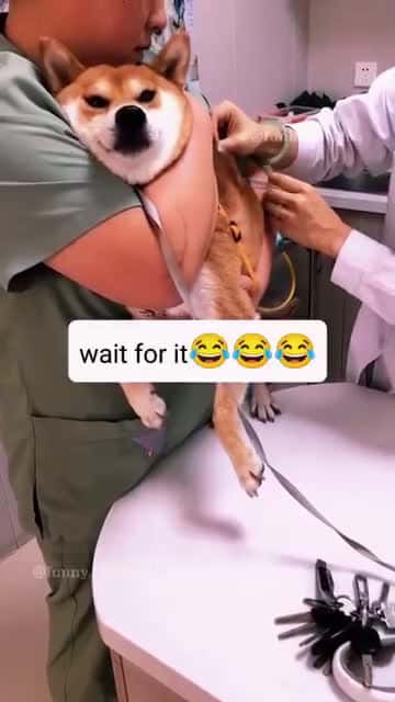 Cover for #animals #funnyvideos #funny #pet #dog #cat #laugh #cute #dogs #cats #fyp #foryou 5