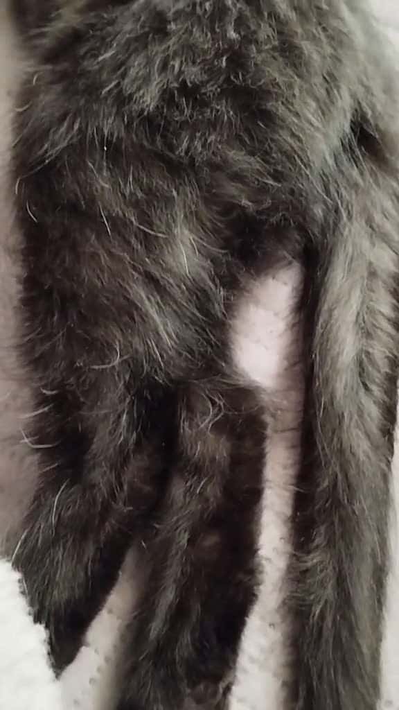 Cover for selvagem animal assustador 95814 #nicevideo