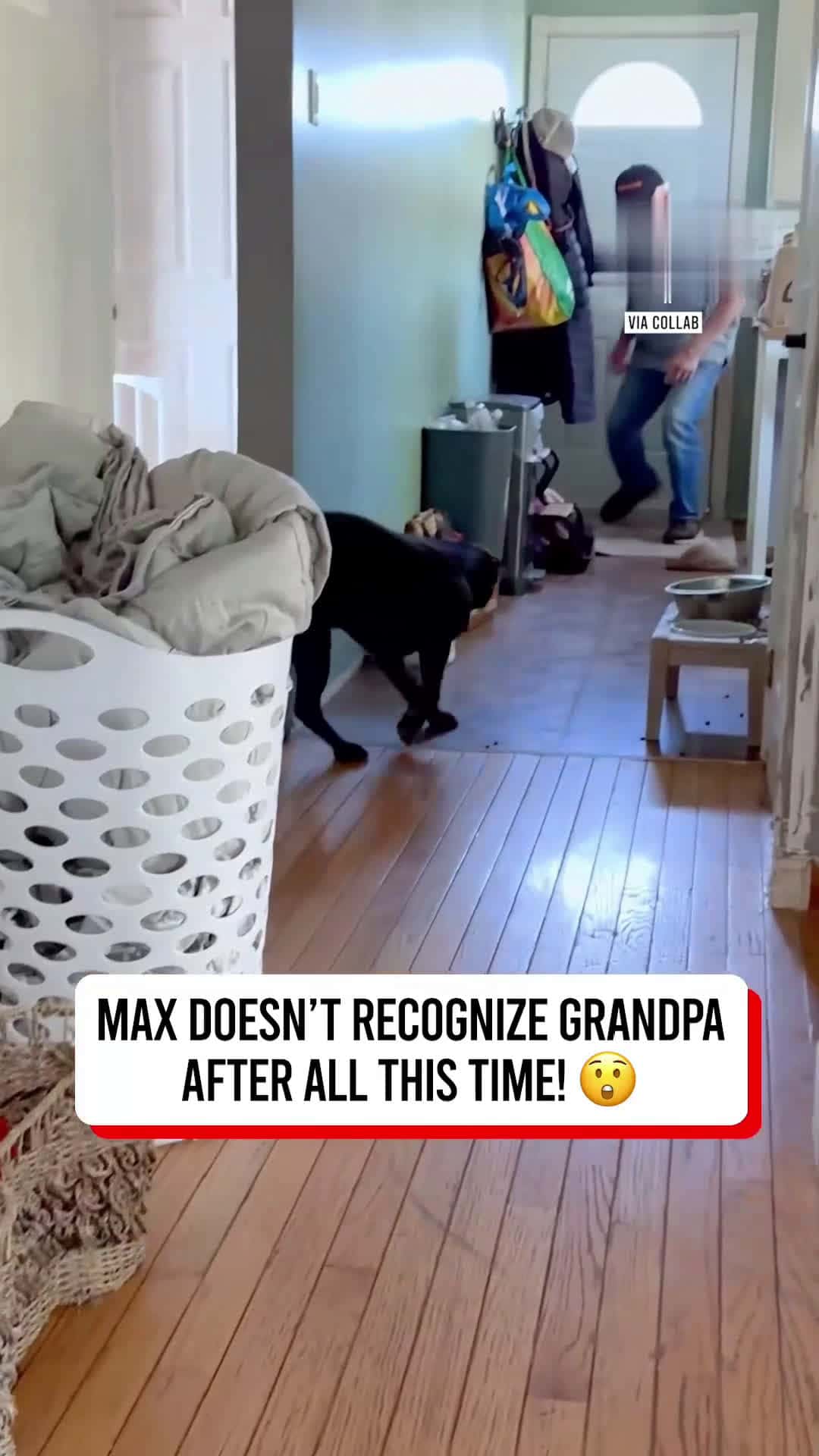Cover for Dog Didnt Recognize Grandad After 6 MonthsThis is what true love looks like 🐶😍