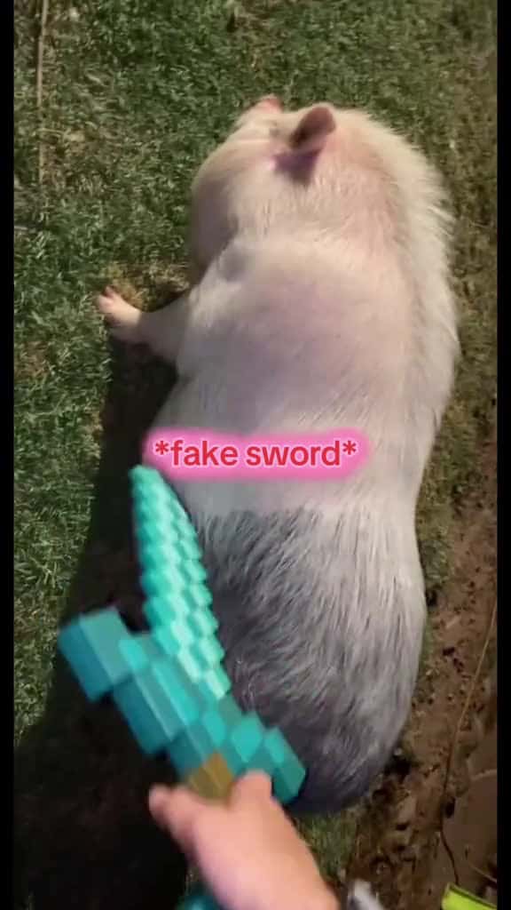 Cover for Idk why #pig #fyp
