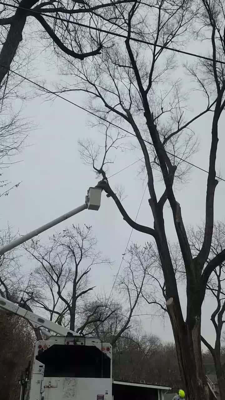 Cover for Tree Removal!!! Family Tree Service, Kansas City's specialists In tree removal. https://kcfamilytree.com ##treeremoval #kansascity #treeservice #emergencytreeremoval