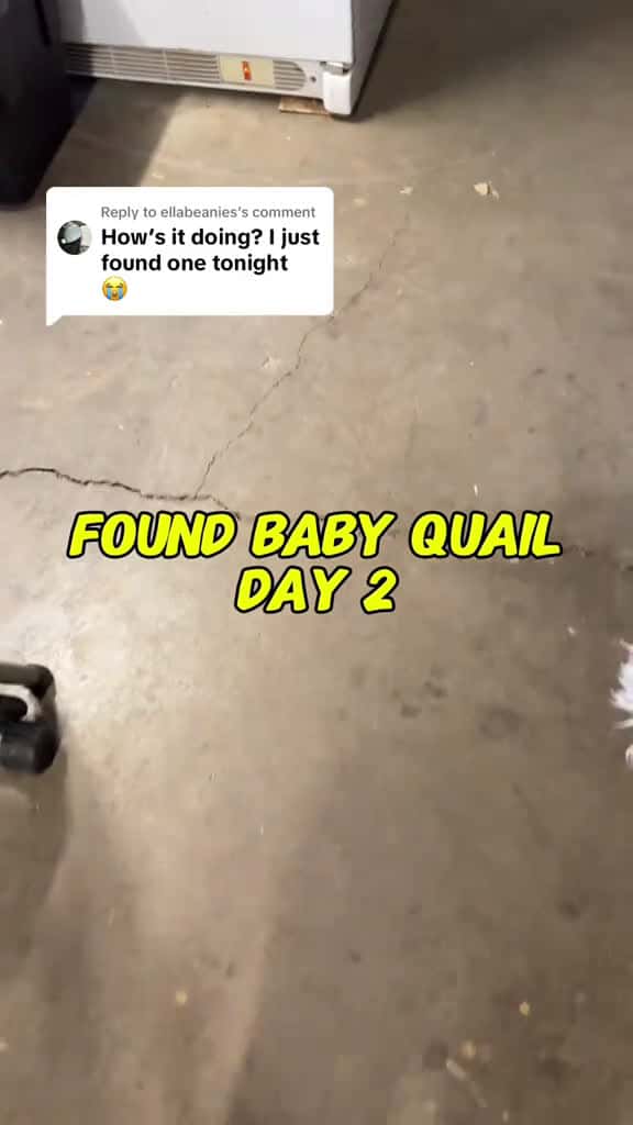 Cover for Adorable Baby Quail Discovery: Day 2!