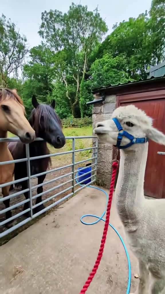 Cover for Horse and other funny animals fyp funny foryou foryoupage funny funnytiltok funnyanimals h 09130 #american