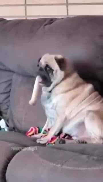 Cover for Funny and cute dogs compilation #funnydog #cutedog #dogoftiktok #doglover #dog #dogoftiktok #foryoupage #funnypet #doggo #talkinganimals #foryoupagereels #funnyanimals #foryou 834
