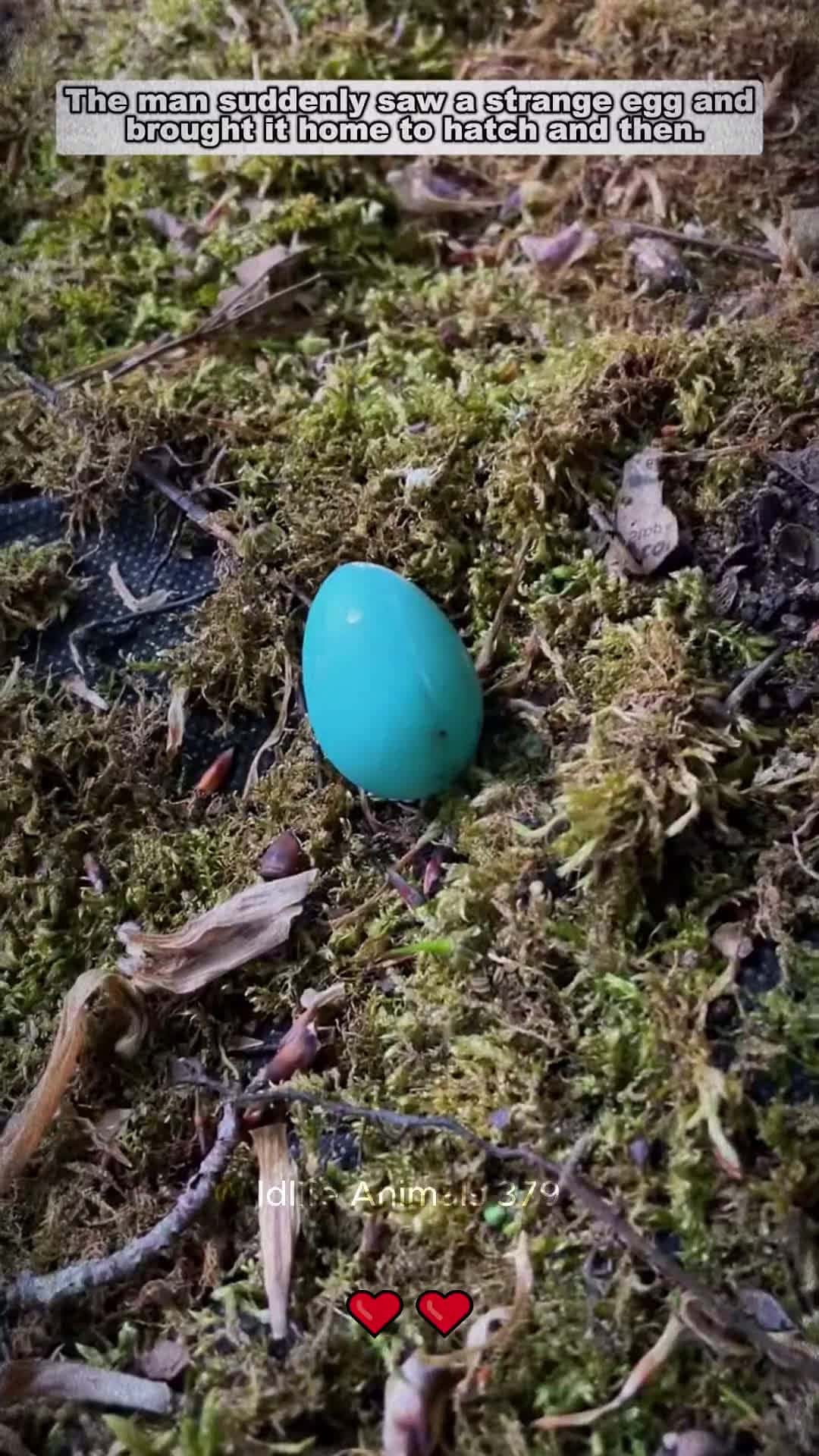 Cover for The man suddenly saw a strange egg and then birds babybird short