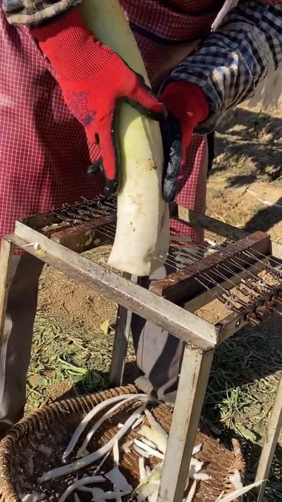 Cover for OMG !! Daikon Radish #Daikon #Radish #fruit #fyp #fyp #foryou #fy