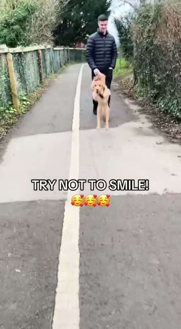 Cover for How can you not smile at these happy dogs?! 🥰🥰🥰 #happydog #dog #dogsoftiktok #happy #cutedog 