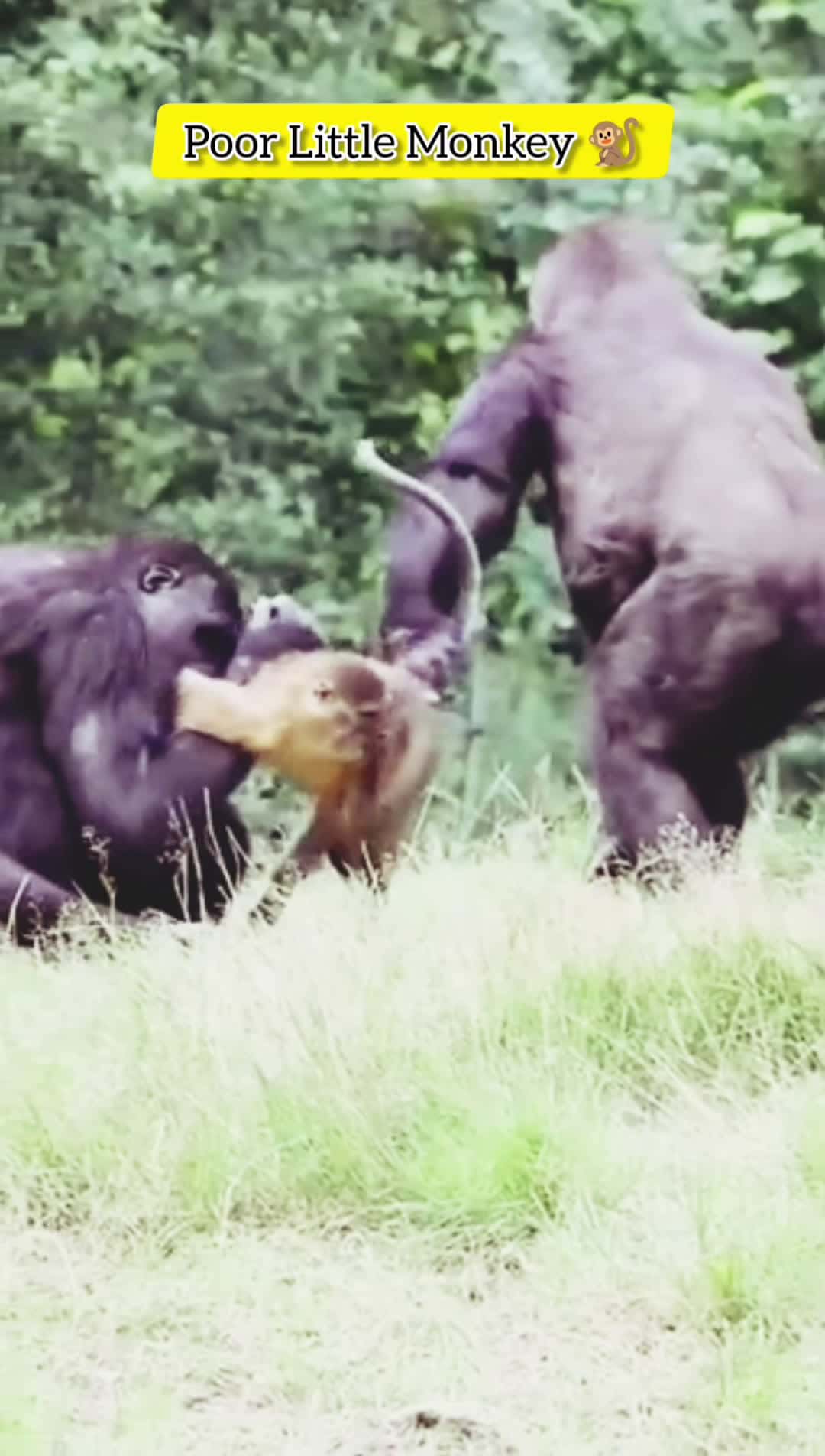 Cover for Two Gorillas Fight Over Monkey #gorillas #animalsoftiktok #funnyvideos #apes