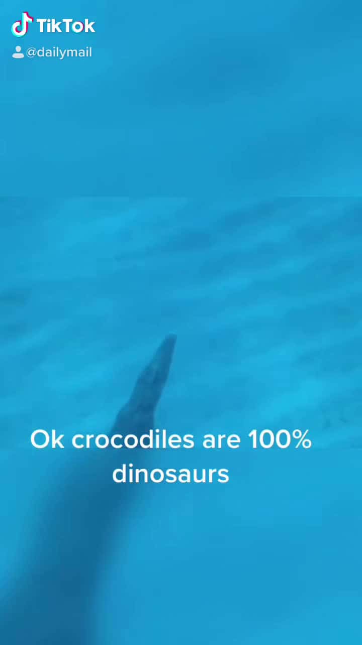 Cover for 😱that thing is HUGE! Credit: Christopher Burnham via Storyful #crocodile #dinosaur #omg#scary #what #wow #ocean #scuba #watchmegrow