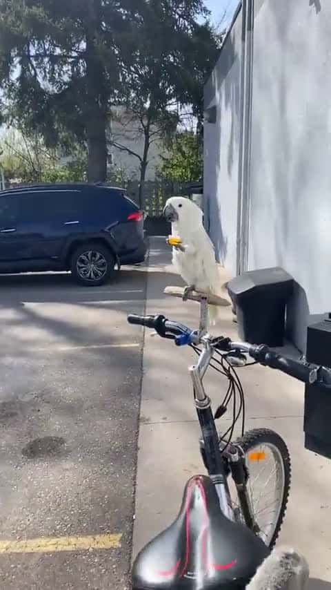 Cover for Parrot Chills on a Bike and Sips Powerade with His Human 🚲🦜 #ParrotAdventures #UnusualFriendships #BikeBuddy