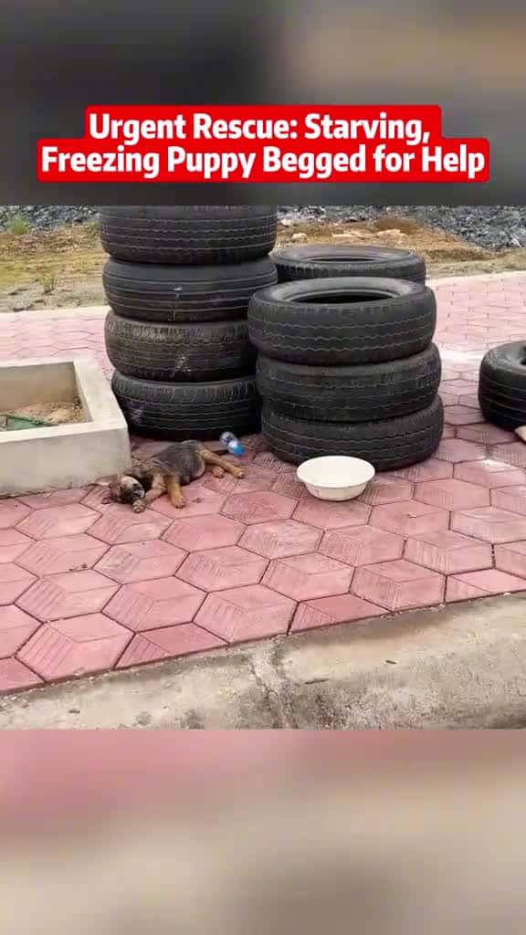 Cover for animals animal animalrescue dog rescue rescuedog 94974 #nicevideo