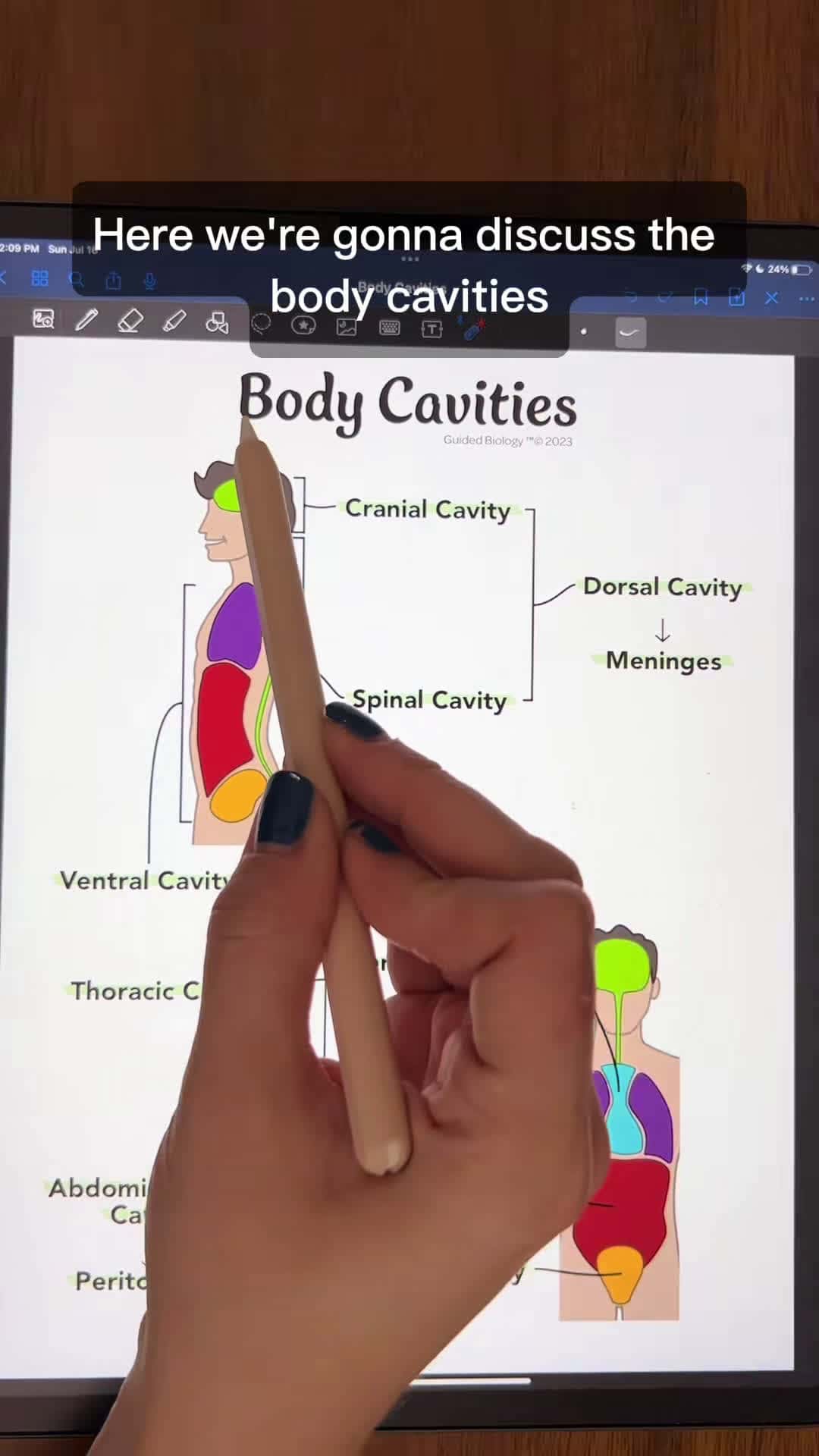 Cover for Body Cavities #fyp #foryou #antomy #physiology #anatomyandphysiology #science #education #STEM #studying #anatomystudent #anatomylesson #futurenurses #biologymajor #biologystudent #premed #futurepa #student #studying #goodnotes