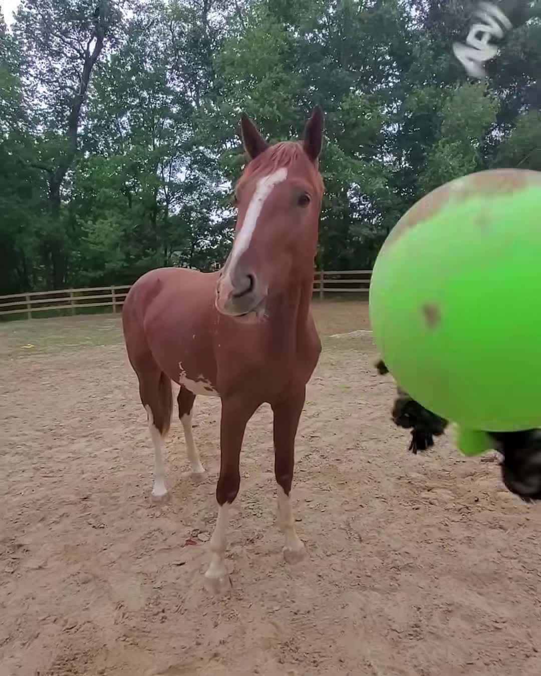 Cover for These gallops will have you giggling!