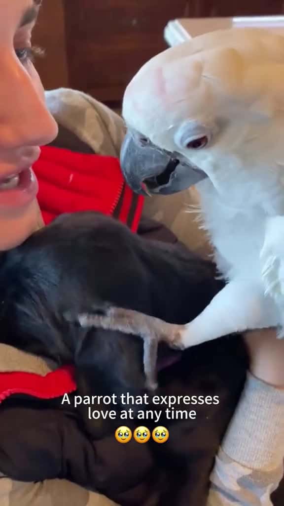 Cover for Parrot s kiss parrot funny catsoftiktok cat for foryou fyp foryoupage funnyvideo cute pet 57482 #trendingscoopz