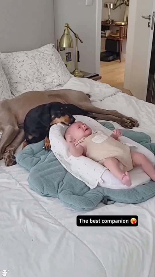 Cover for Best Friend dog baby Love pet 30558 #followMe
