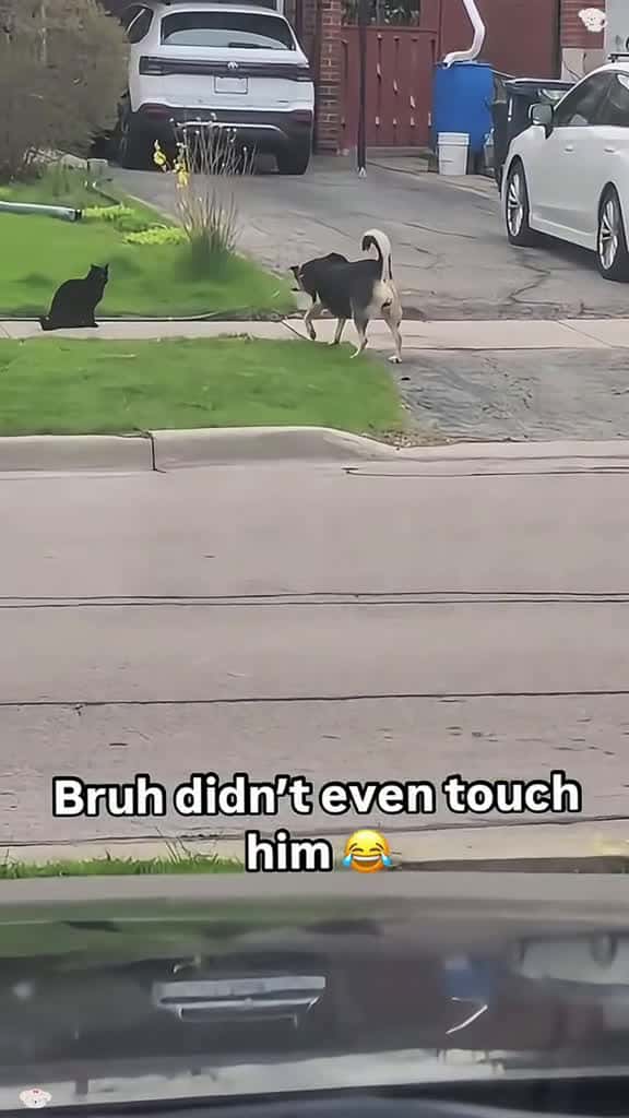Cover for Dog cat usa tik usa funny funnytitok foryou fyp 54527 #nicevideo