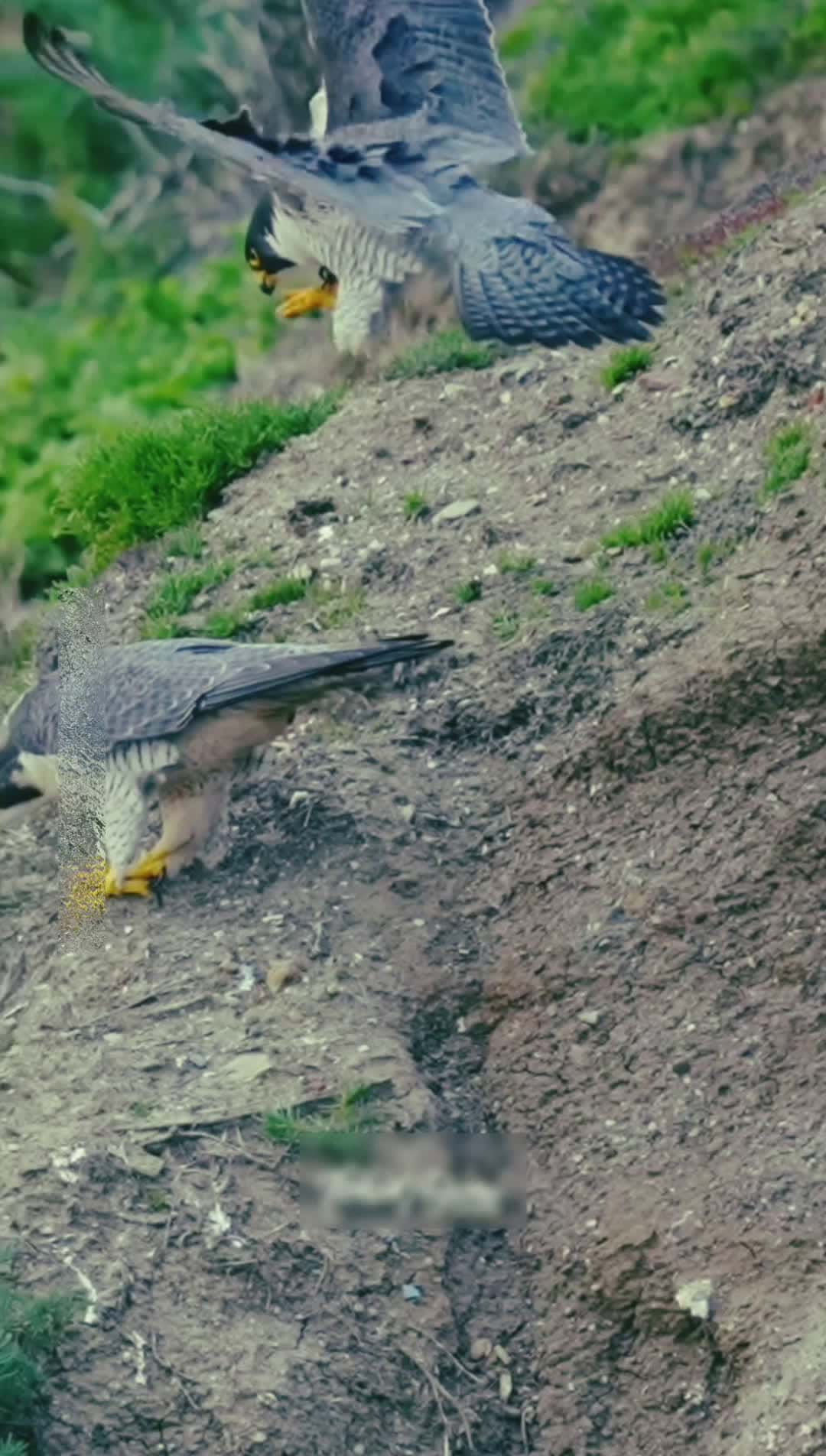 Cover for When female Peregrine Falcon (Maxine) does not feel romantic but the male (2Z) still wants to mate.  #falcon #peregrinefalcon #maxine #birdsofprey #epicmoment 