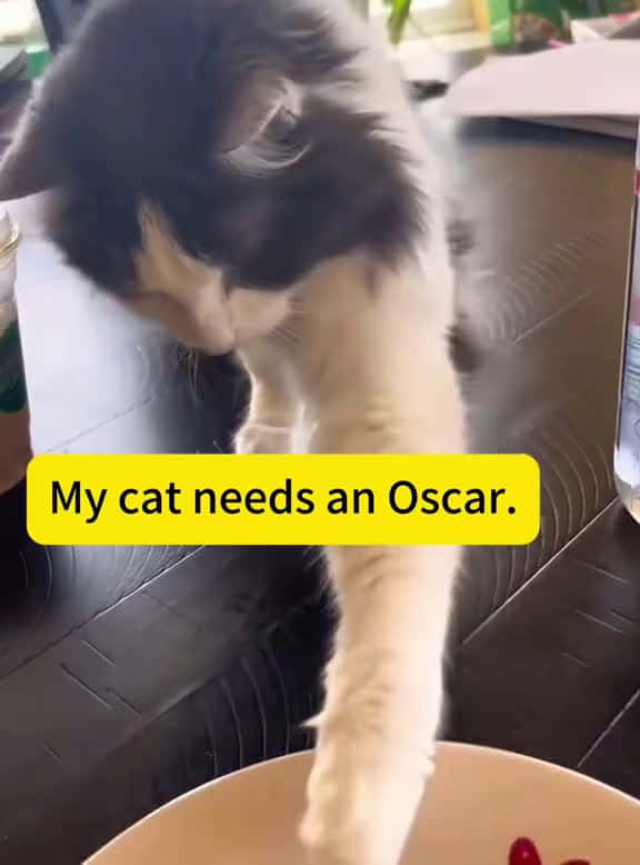 Cover for My cat needs an Oscar cat funnycat cats funnyvideos fyp 44727 #shortvideos