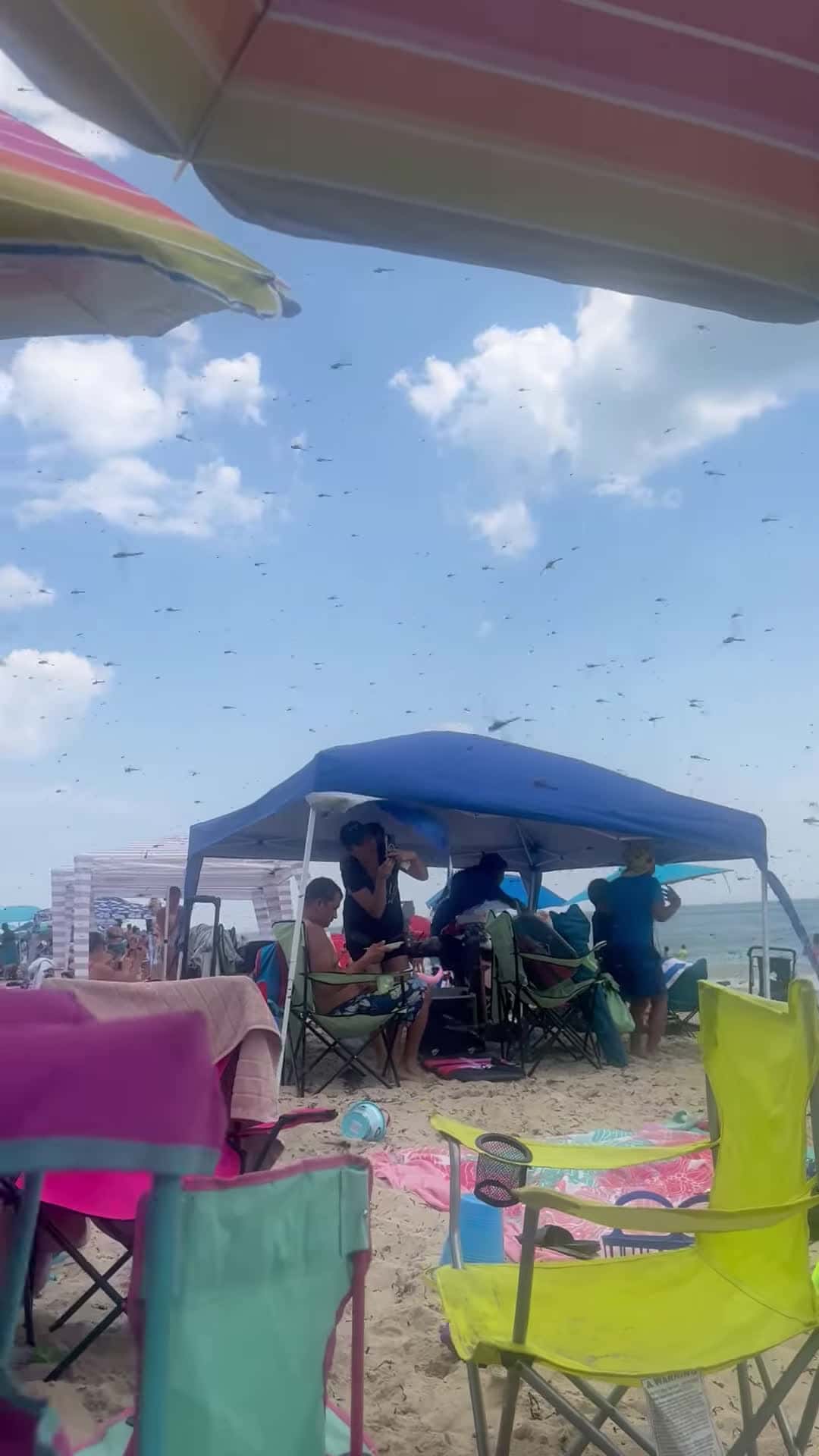 Cover for #FirstVideoChallenge Thousands of Dragonflies Swarm a Beach.