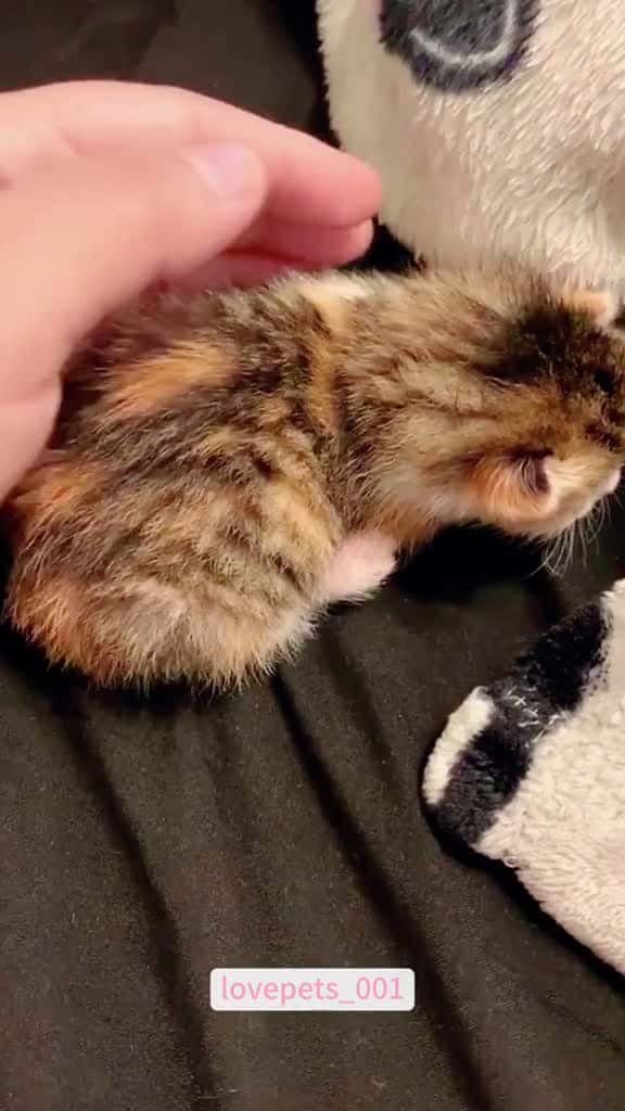Cover for Dramatic kittens. cats cutecats foryou funnytiktok funnyvideos usa funnyanimals fyp cute f 37166 #american