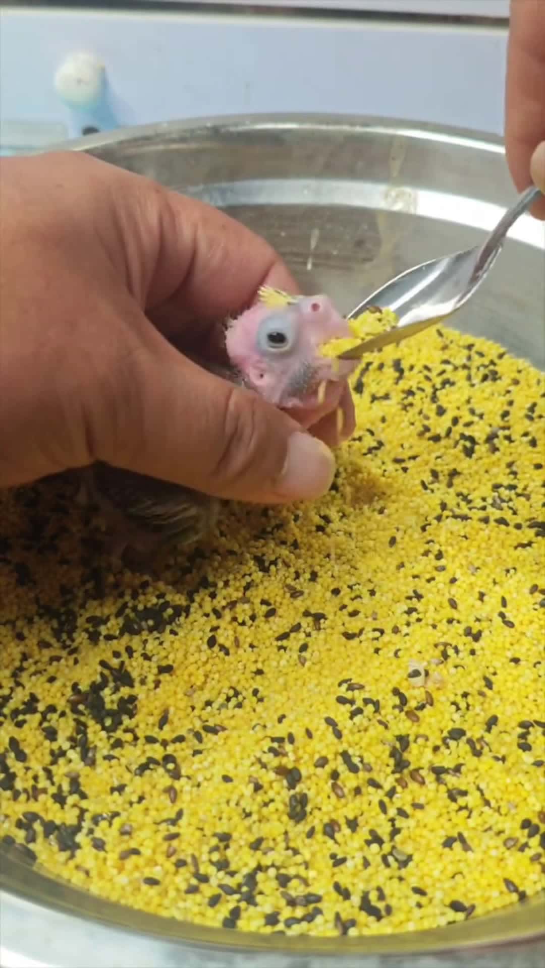Cover for Baby parrots eat food yummy #food #cute 