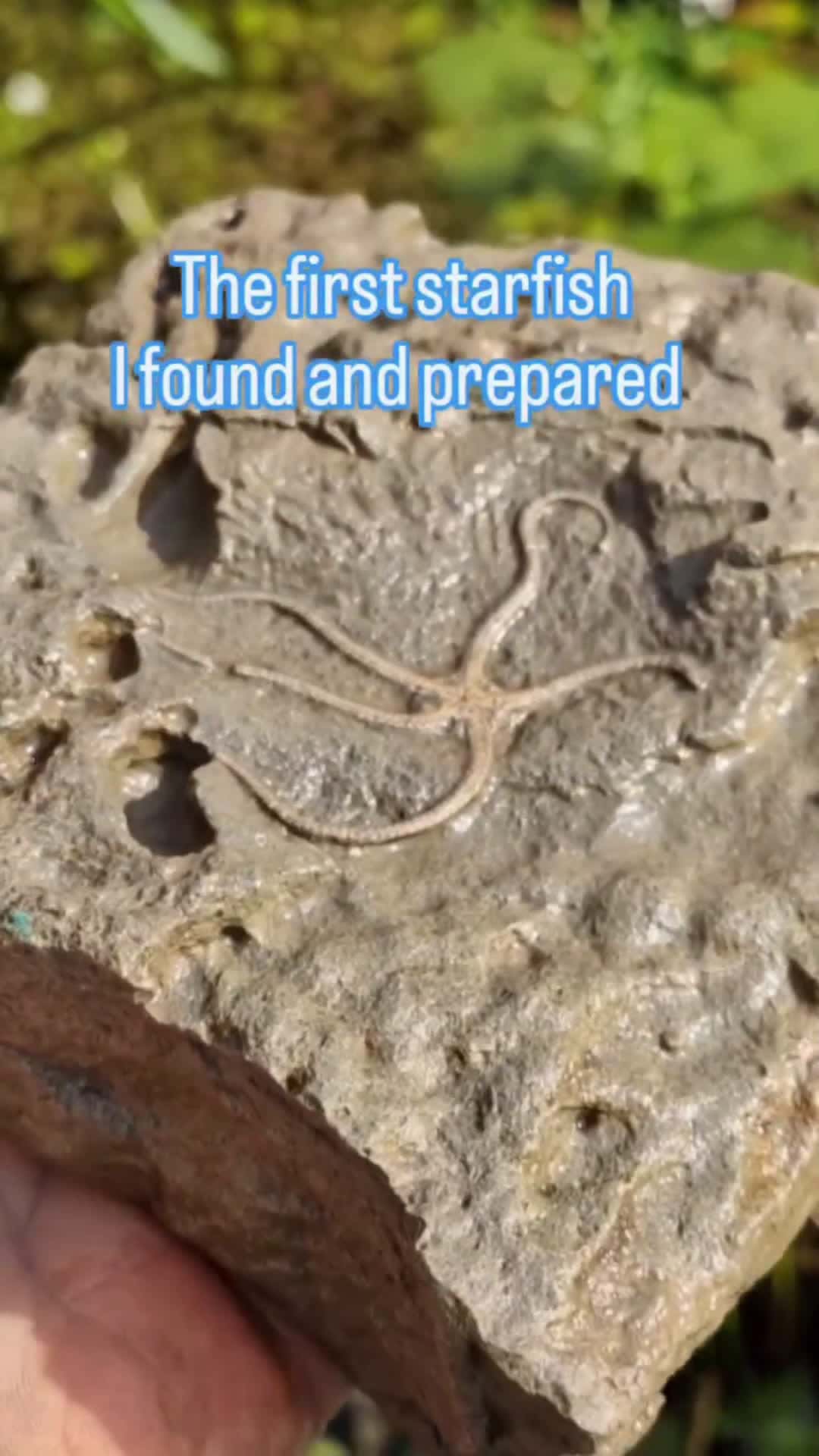 Cover for Here's the first brittlestar I found 👀 and prepared. ⛏️ Modern-day shelfish have bored holes into the matrix, adding to the difficulty in preparation with my lack of skills and knowledge back then. I've just given it a wash off 