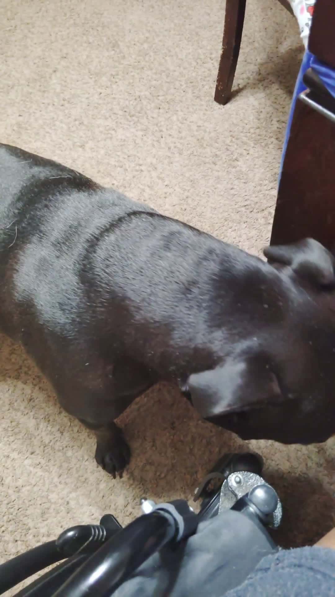 Cover for Dog doesn't want to hear my story 