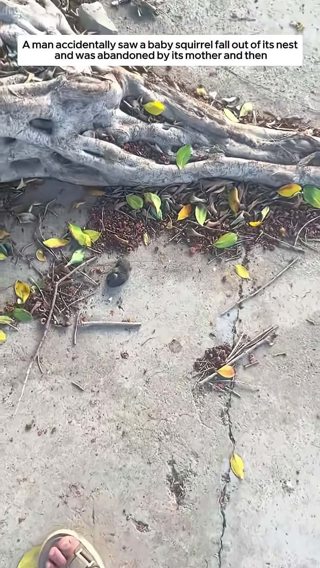 Cover for A man accidentally saw a baby squirrel fall out of its nest and then animalshorts