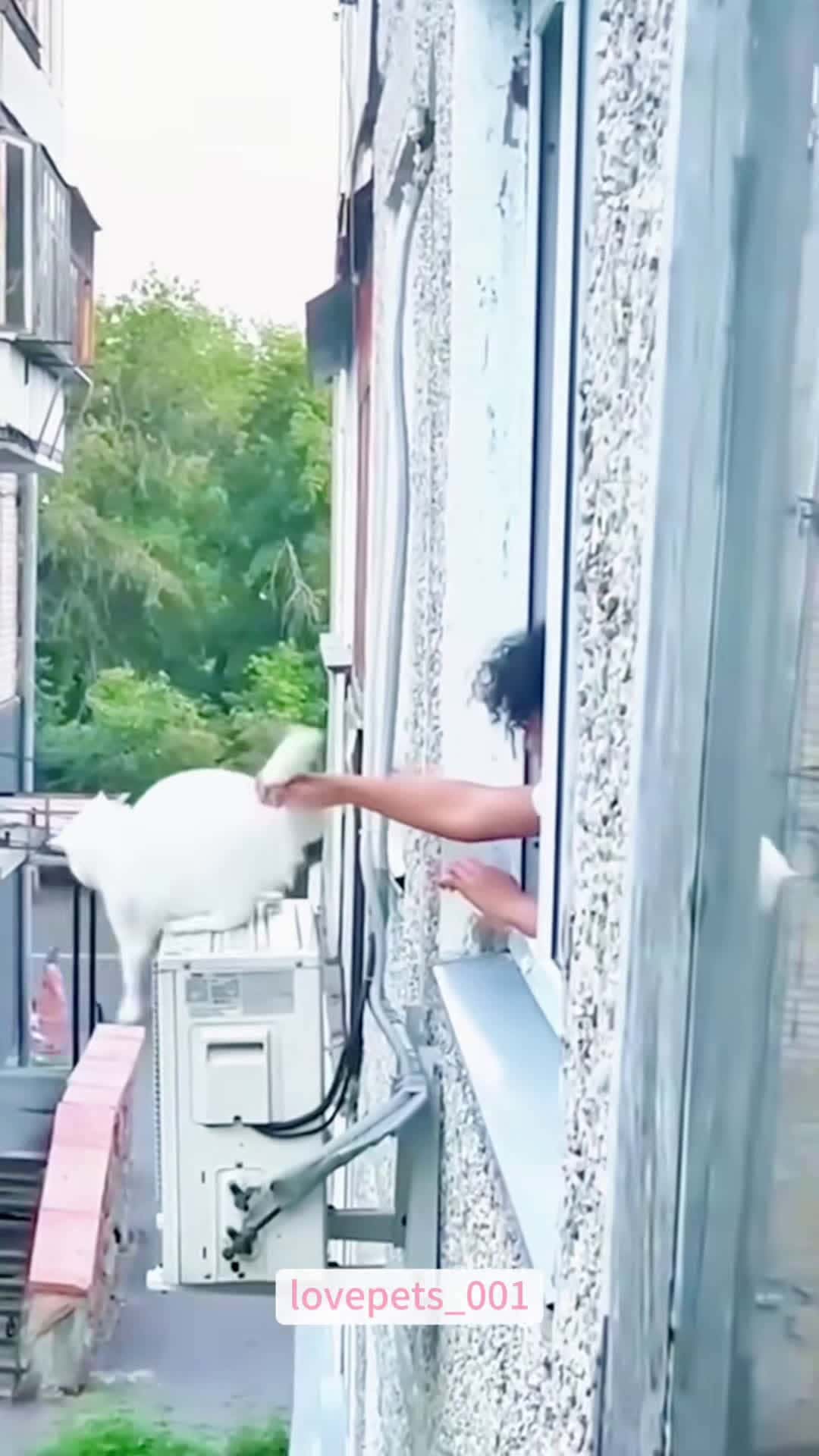 Cover for #cats #cutecats #foryou #funny #funnyvideos #usa #funnyanimals #fypシ #cute #funnycat #catlover #funnypets #viral #funny