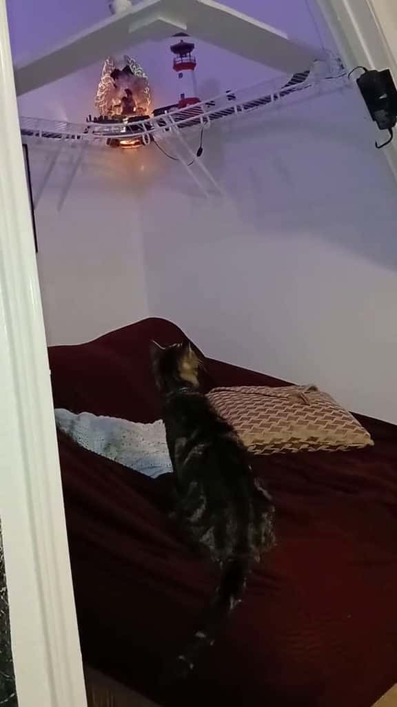 Cover for He so better not 🤣 #myfurbaby #gottalovehim #petsoftiktok #massfollowing🔥🔥  created by Lady T 💙 with Relaxing Music Pro Effects Unlimited’s Train Sound Effect