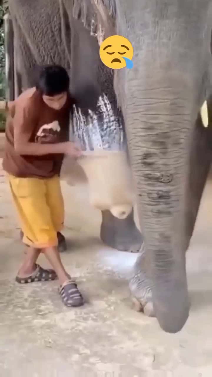 Cover for An elephant gets a new lease on life with its artificial leg 🐘 #AnimalRescue #Prosthetics #Inspiration