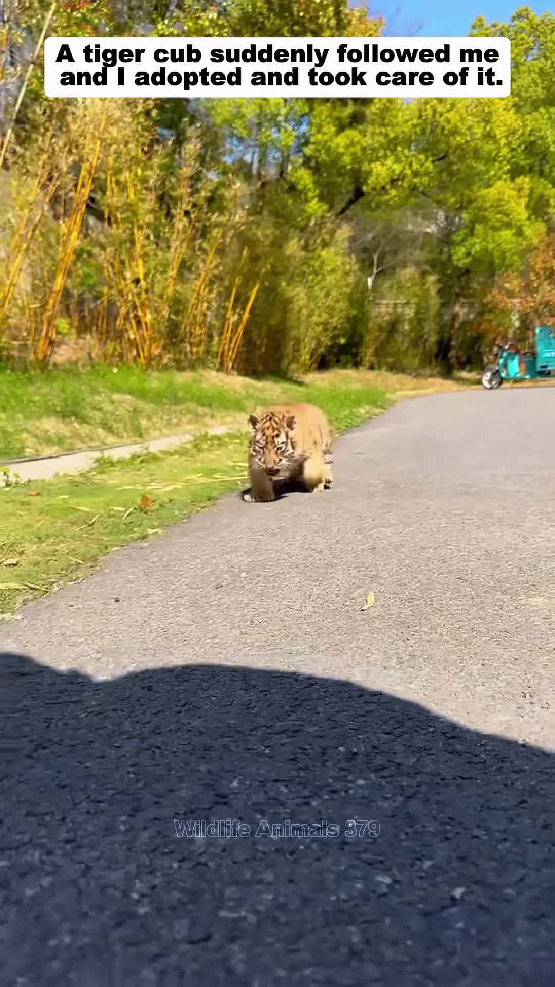 Cover for A tiger cub suddenly followed me and I adopted and took care of it tiger babytiger short