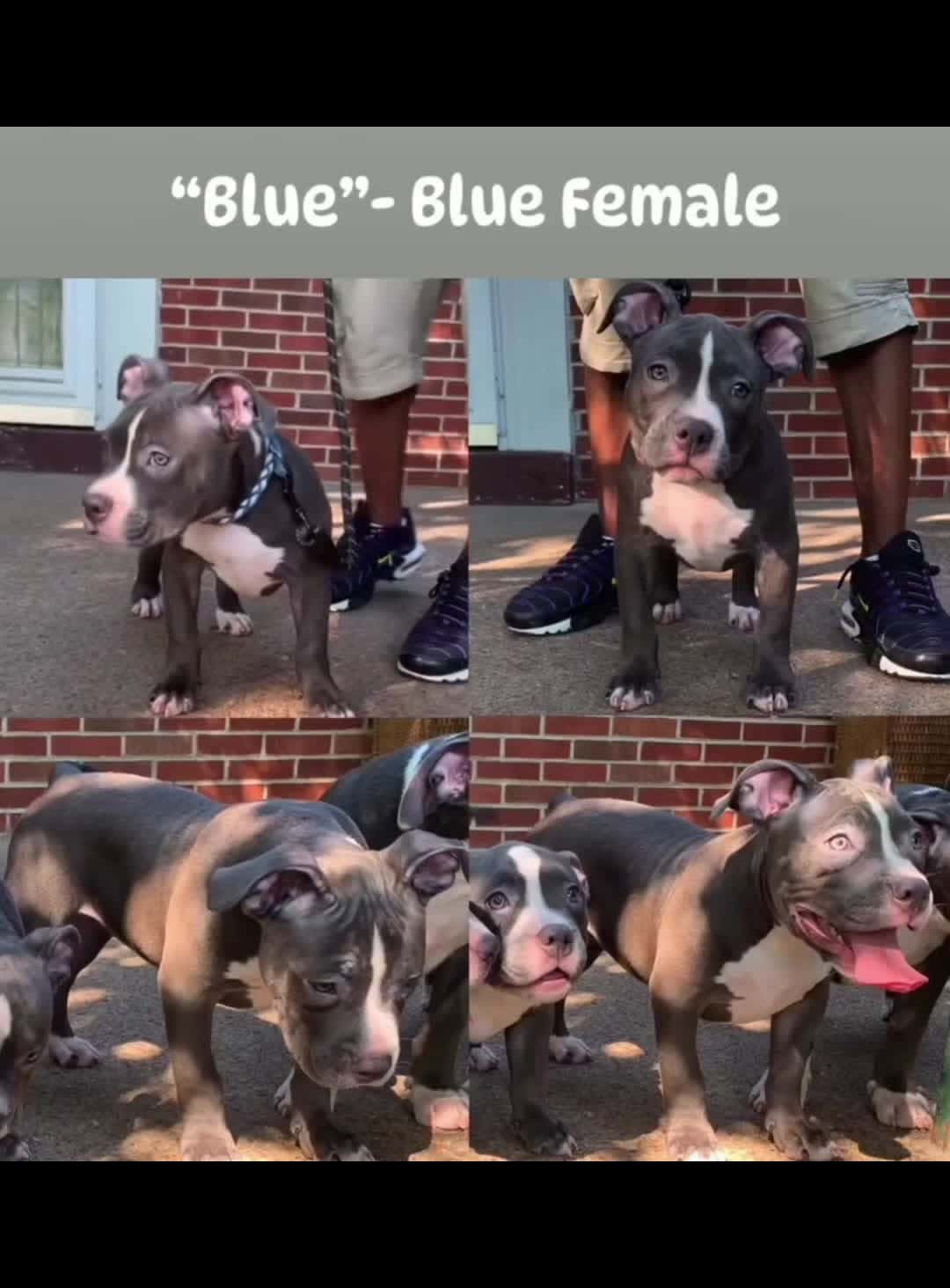 Cover for “Blue”- message me on Facebook at ReignPBK Sheila or Sheila ReignPBK and let’s talk about her.🥰 #Blue #message #talk #americanbully #puppy