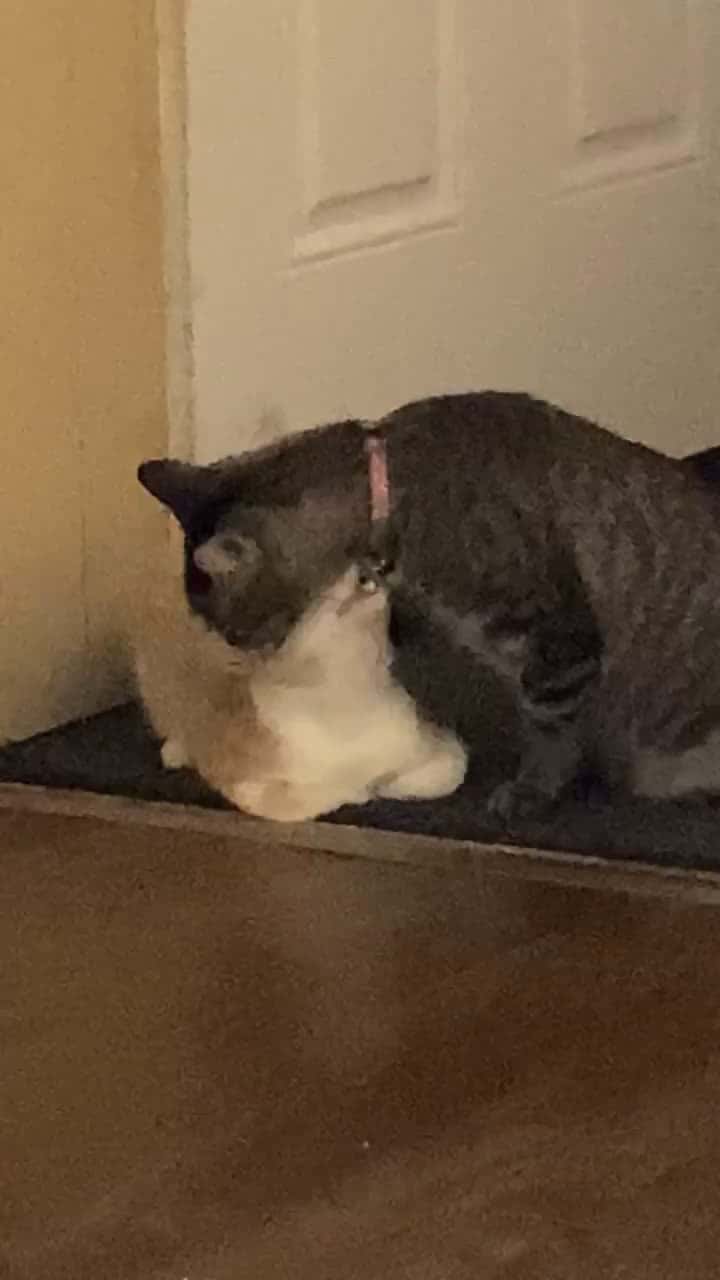 Cover for what the dogs doing #video #animals #pets #cats #cat #catsoftiktok #catvideo #pet #petsoftiktok