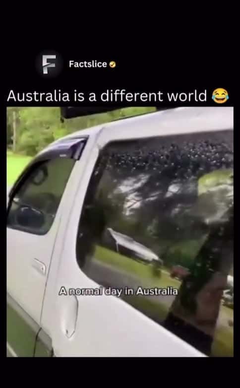 Cover for #funny  #fyp  #viral  #toofunnytoscroll  #australia