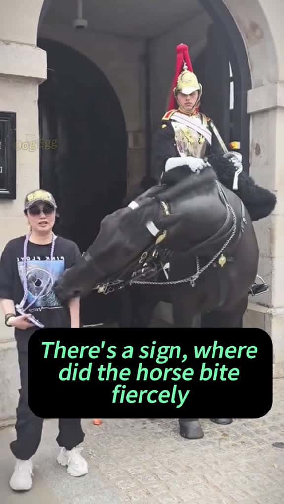 Cover for The king s guard s horse bites people Entertainment video dangerous actions please do not 77930 #nicevideo
