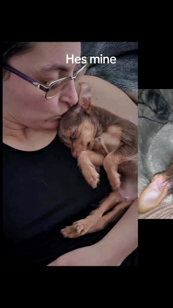 Cover for I really love my puppy , he is the cutest. im super attached to my boy. #chorkie #mividaloca #dogmom #autoimmunedisease  created by Alissa Lynn Zatelli with Alissa Lynn Zatelli’s original sound